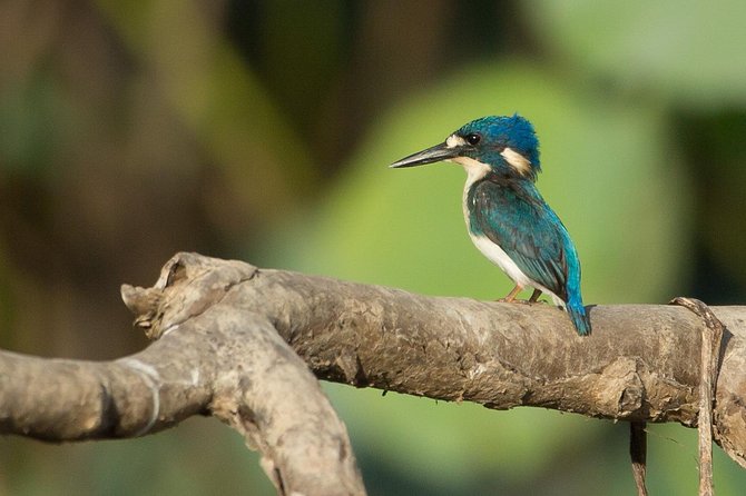 1 Day Corroboree Billabong Wetland Experience including 2.5 hour cruise + lunch - Key points to know before booking