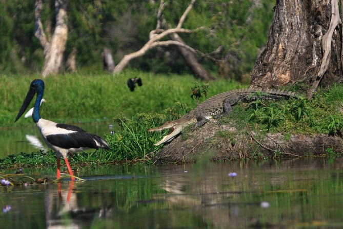 1 Day Corroboree Billabong Wetland Experience including 2.5 hour cruise + lunch - Corroboree Billabong is the main event