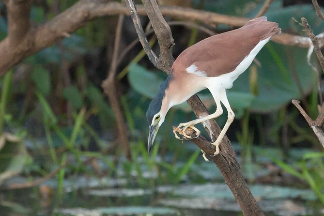 1 Day Corroboree Billabong Wetland Experience including 2.5 hour cruise + lunch - The guides are a major part of the value