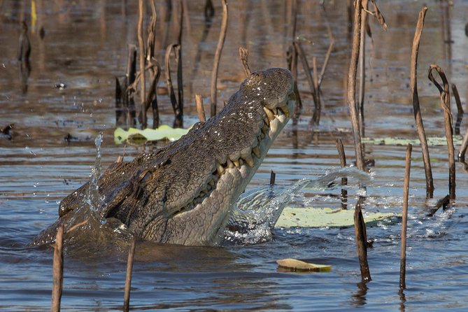 1 Day Corroboree Billabong Wetland Experience including 2.5 hour cruise + lunch - Transport, timing, and comfort