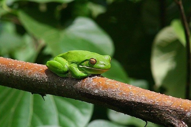 1-Hour Daintree River wildlife cruise - Crocodile sightings and the reality of wild animals
