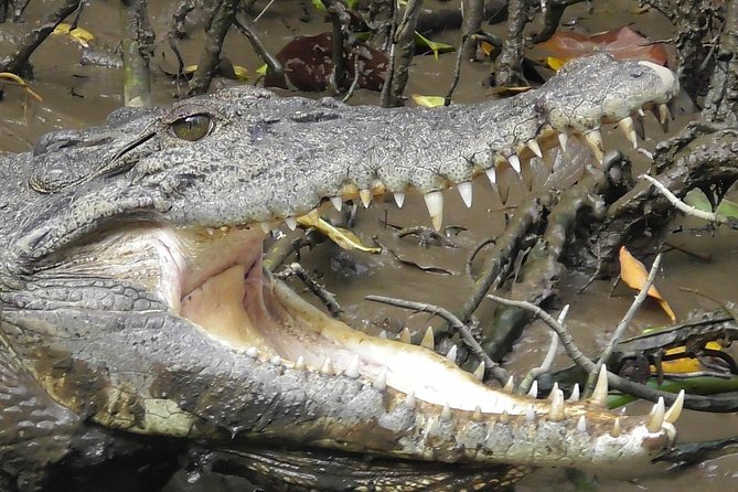 1-Hour Daintree River wildlife cruise - Choosing morning, lunch, or afternoon