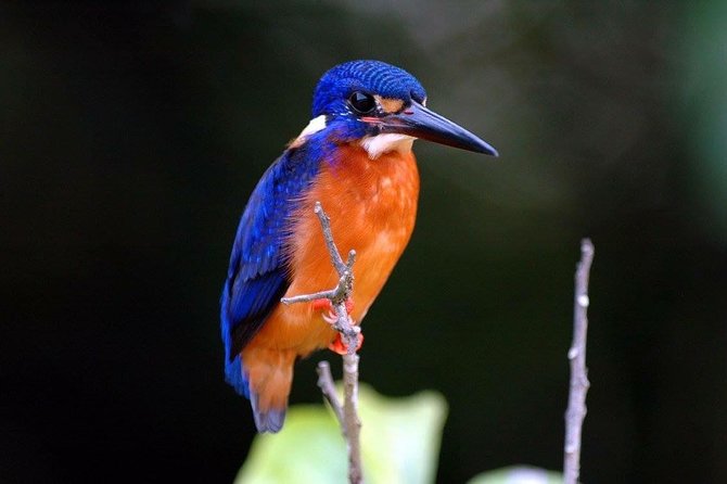 1-Hour Daintree River wildlife cruise - Rain, sun, and what to bring