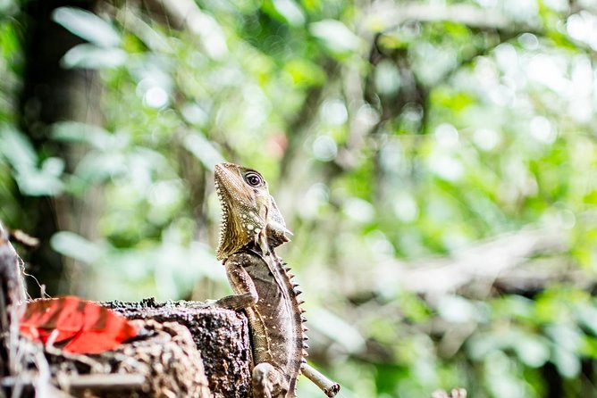 1-Hour Daintree River wildlife cruise - The first minutes on the Daintree River