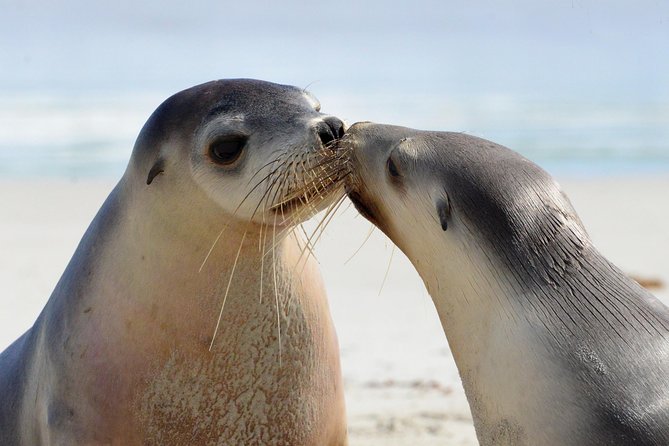 2 day Ultimate Kangaroo Island with return ferry - Why two days can make sense on Kangaroo Island