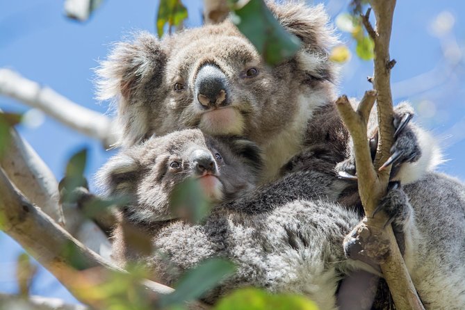 3-Day Adelaide to Melbourne Small-Group Grampian Great Ocean Road - Is $641.93 good value?