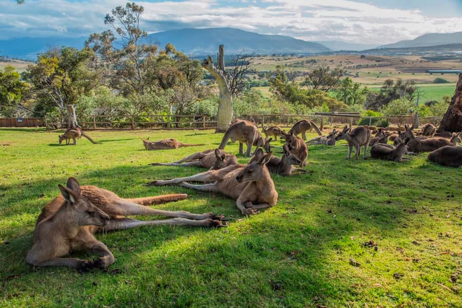 3D Tasmanian Highlights: Hobart, Port Arthur & Bruny Island - FAQ