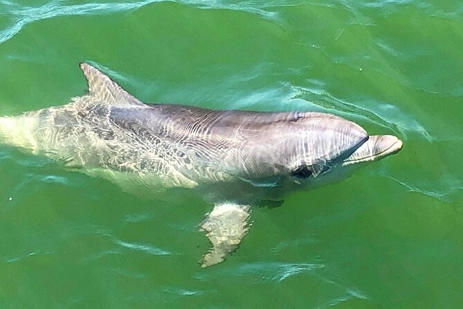 90 Minute Port River Dolphin & Ships Graveyard Cruise - What the boat ride feels like