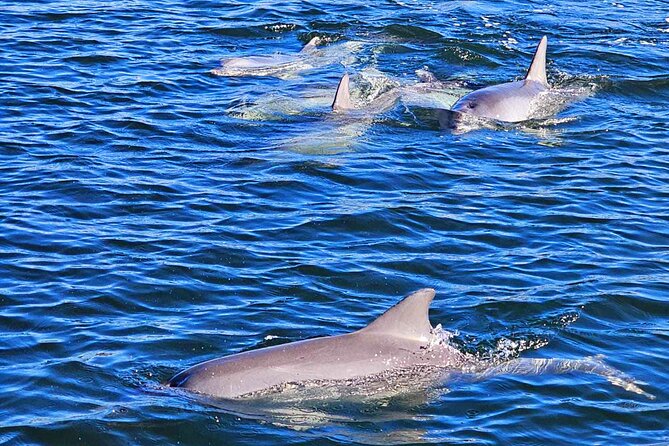 90 Minute Port River Dolphin & Ships Graveyard Cruise - Starting at 1 McLaren Parade in Port Adelaide