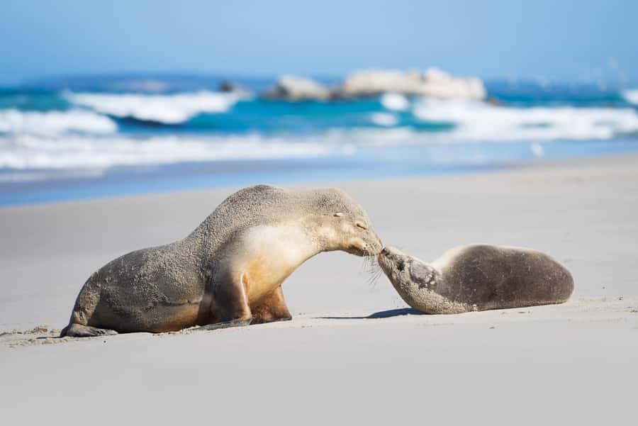 Adelaide: 3-Day Kangaroo Island Adventure Tour with Camping - The early crossing from Adelaide