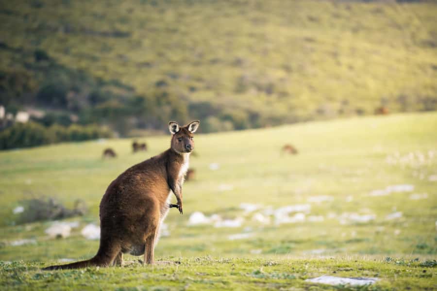 Adelaide: 3-Day Kangaroo Island Adventure Tour with Camping - Seal Bay puts conservation first
