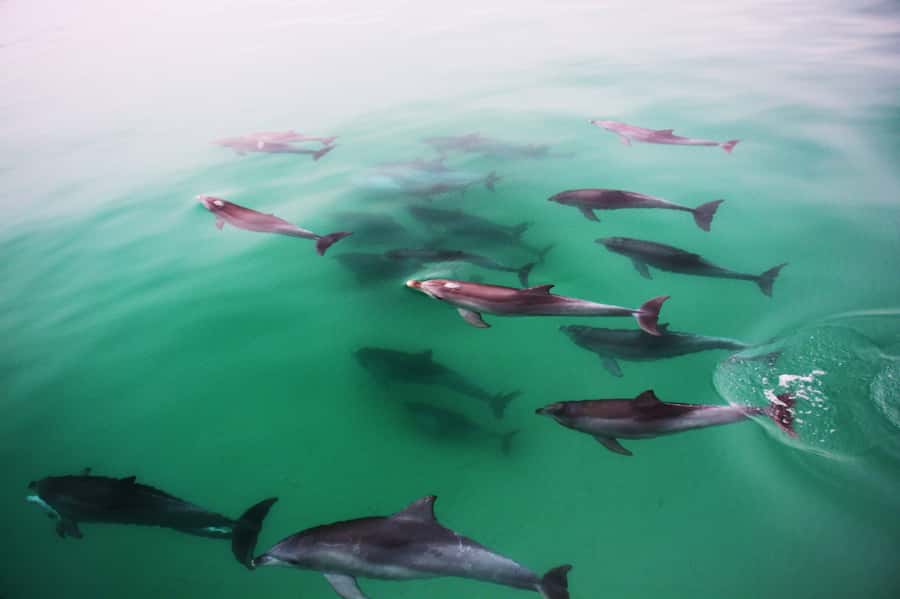 Adelaide: 4-Hour Guaranteed Wild Dolphin Watching Cruise - Meeting the Temptation at Glenelg