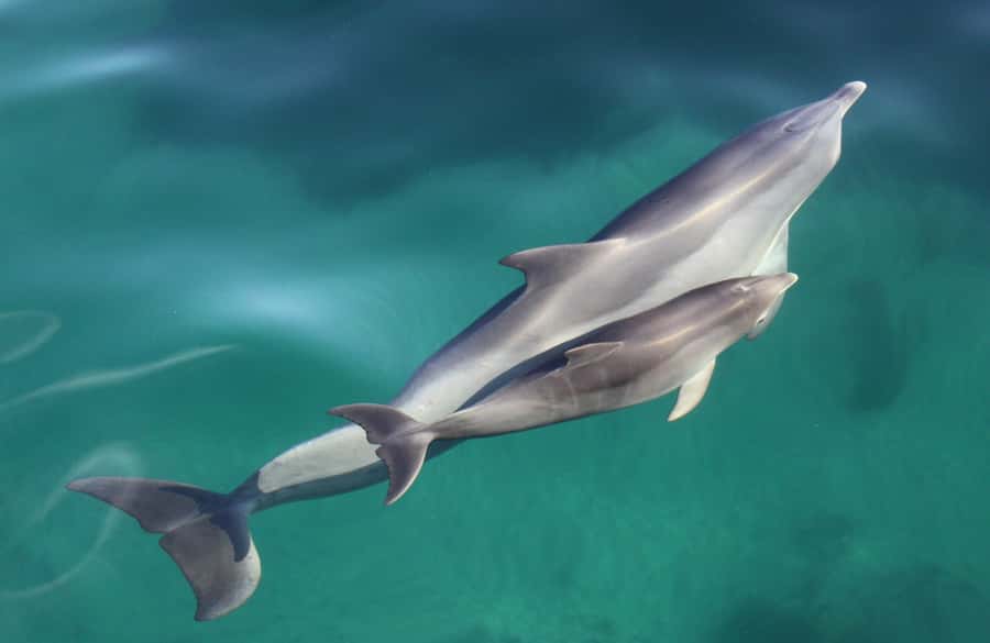 Adelaide: 4-Hour Guaranteed Wild Dolphin Watching Cruise - Watching wild dolphins under the bow