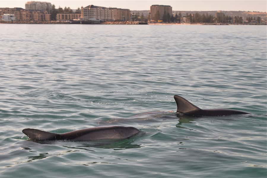 Adelaide: 4-Hour Guaranteed Wild Dolphin Watching Cruise - Weather, comfort, and what to pack