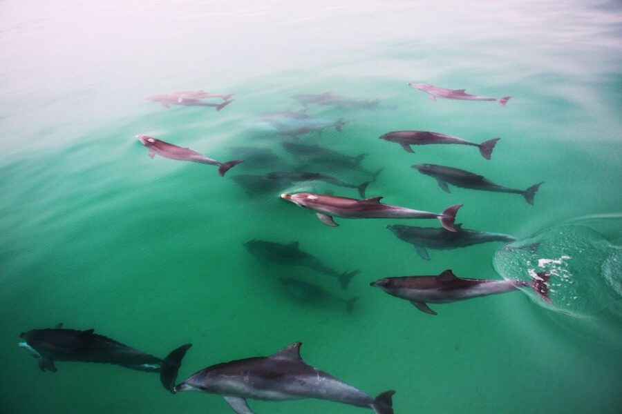 Adelaide: 4-Hour Guaranteed Wild Dolphin Watching Cruise - Is $63 good value?