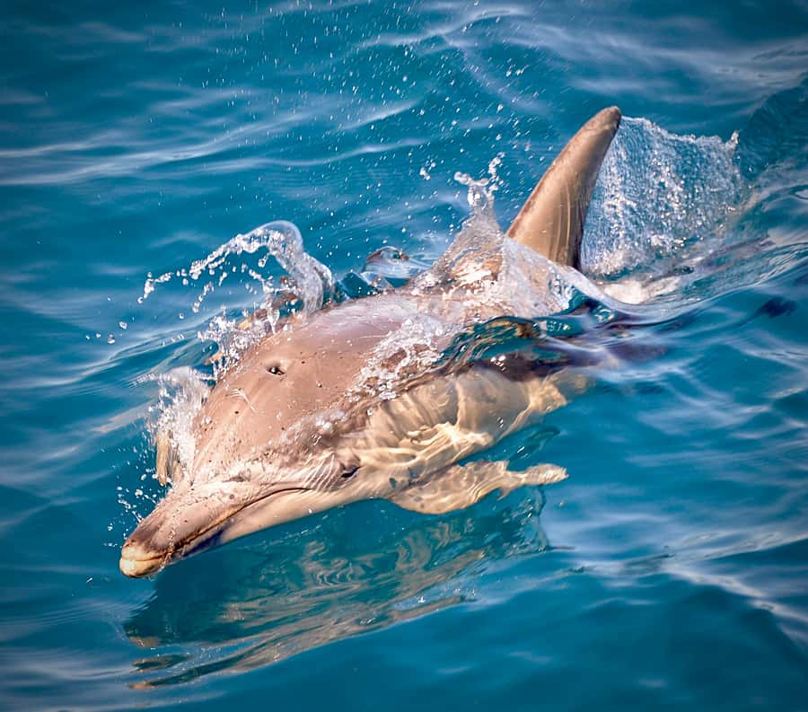 Adelaide: 4-Hour Guaranteed Wild Dolphin Watching Cruise - How long the half-day plan takes