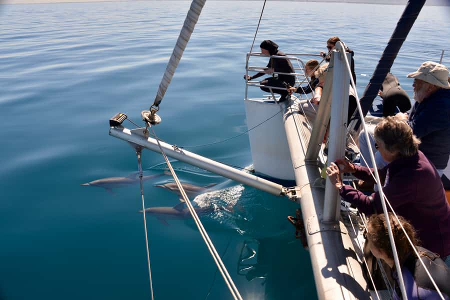 Adelaide: 4-Hour Guaranteed Wild Dolphin Watching Cruise - The first cruise through Adelaide’s gulf