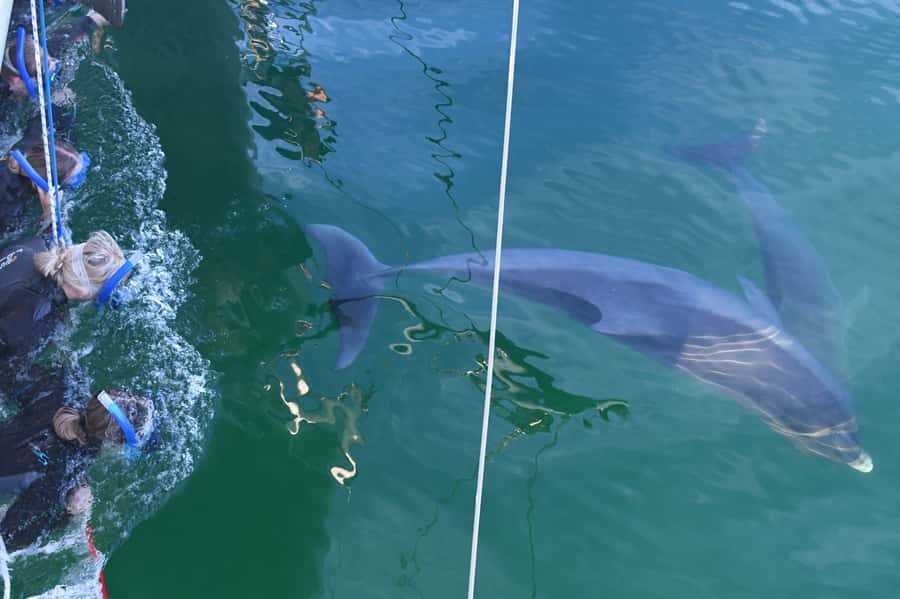 Adelaide: 4-Hour Swimming with Dolphins Experience - From Marina Pier to the open sea