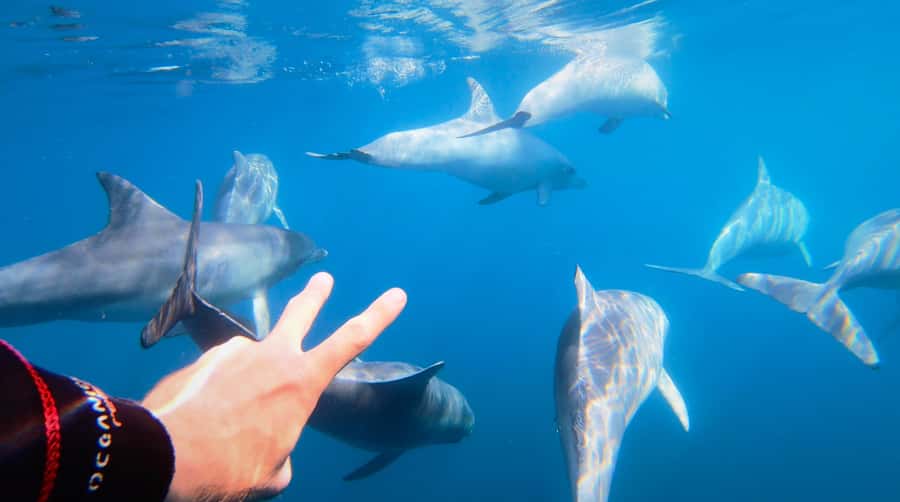 Adelaide: 4-Hour Swimming with Dolphins Experience - What swimming with dolphins really means