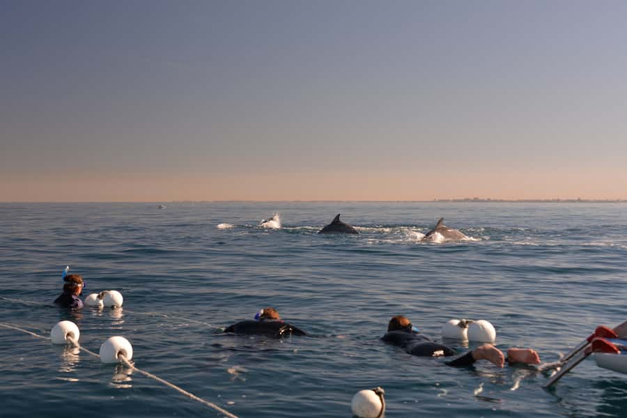 Adelaide: 4-Hour Swimming with Dolphins Experience - Why the crew matters