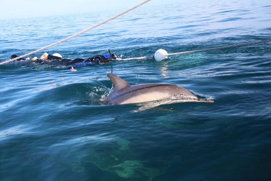 Adelaide: 4-Hour Swimming with Dolphins Experience - Weather, sea conditions, and comfort