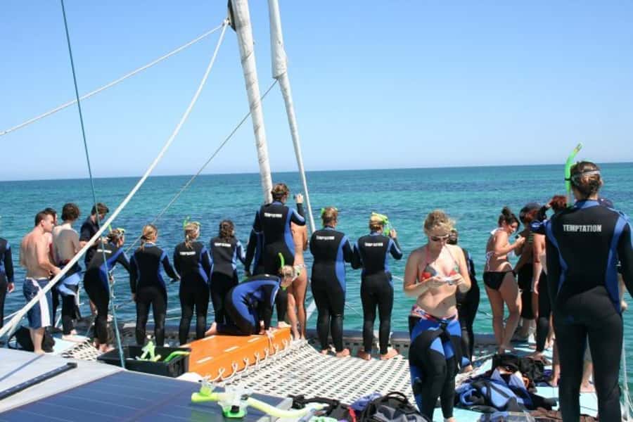 Adelaide: 4-Hour Swimming with Dolphins Experience - Is $105 good value?