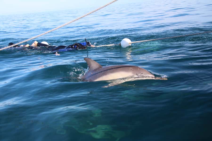 Adelaide: 4-Hour Swimming with Dolphins Experience - The best way to plan your day