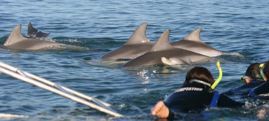Adelaide: 4-Hour Swimming with Dolphins Experience - The search for wild dolphins
