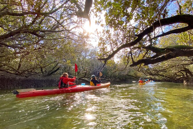 Adelaide Dolphin Sanctuary and Ships Graveyard Kayak Tour - Paddling through the mangroves