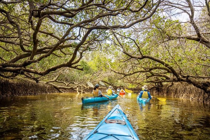 Adelaide Dolphin Sanctuary and Ships Graveyard Kayak Tour - What the guides add to the experience