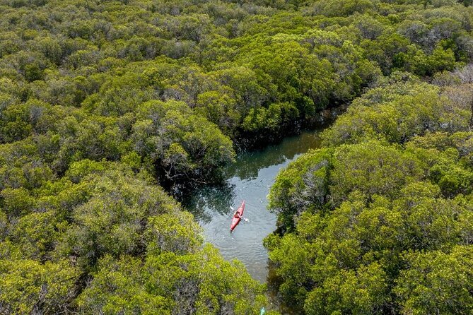 Adelaide Dolphin Sanctuary and Ships Graveyard Kayak Tour - How difficult is the three-hour paddle?