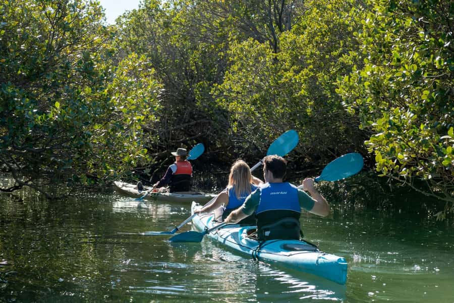 Adelaide: Dolphin Sanctuary Eco Kayaking Tour - The old mangroves give the tour its character