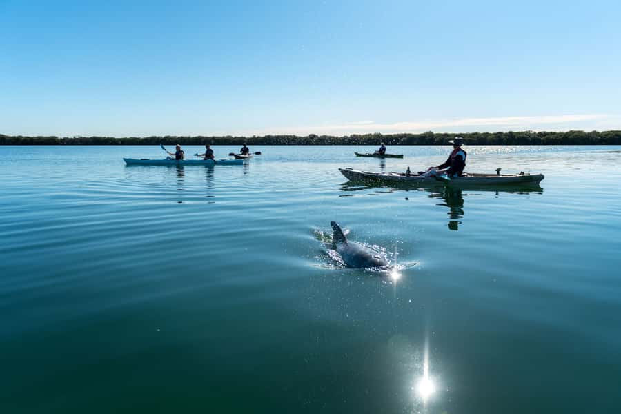 Adelaide: Dolphin Sanctuary Eco Kayaking Tour - A short briefing makes kayaking less intimidating