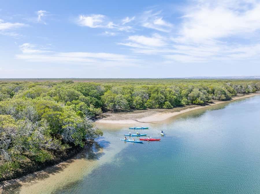 Adelaide: Dolphin Sanctuary Mangroves Kayak Tour - Key points before you book