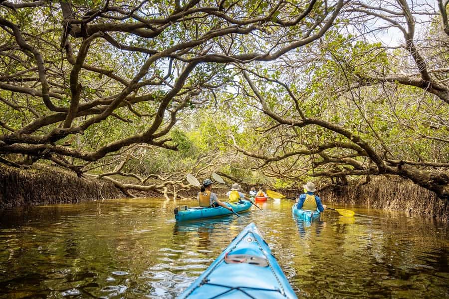 Adelaide: Dolphin Sanctuary Mangroves Kayak Tour - Paddling into Adelaide’s mangrove creeks