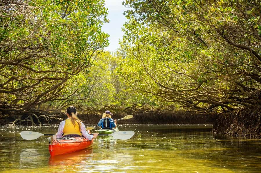 Adelaide: Dolphin Sanctuary Mangroves Kayak Tour - Garden Island requires a transport plan