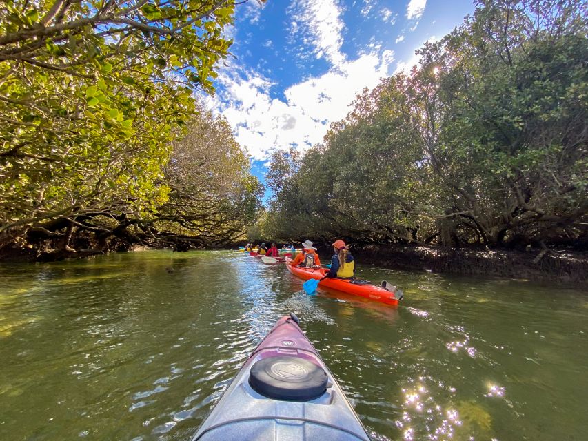 Adelaide: Dolphin Sanctuary Mangroves Kayak Tour - Clothing, weather, and what to pack
