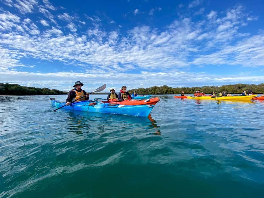 Adelaide: Dolphin Sanctuary Mangroves Kayak Tour - The Port River Dolphins are the big draw
