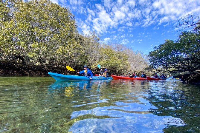 Adelaide Dolphin Sanctuary Mangroves Kayaking Tour - What the guides add to the experience