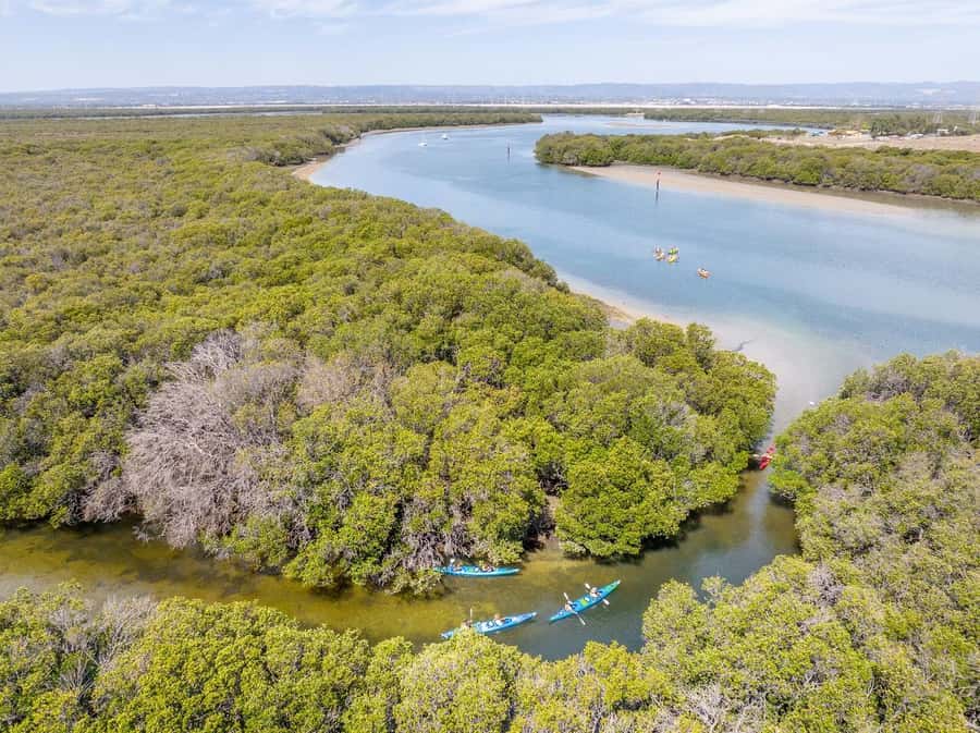 Adelaide: Dolphin Sanctuary Single or Double Kayak Rental - Starting at Garden Island Boat Ramp