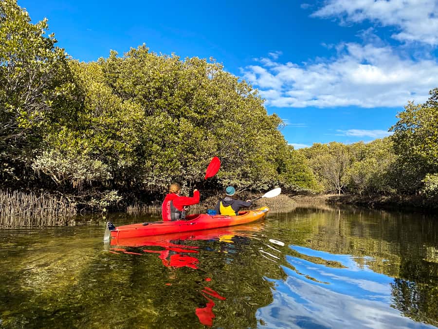 Adelaide: Dolphin Sanctuary Single or Double Kayak Rental - The dolphin question