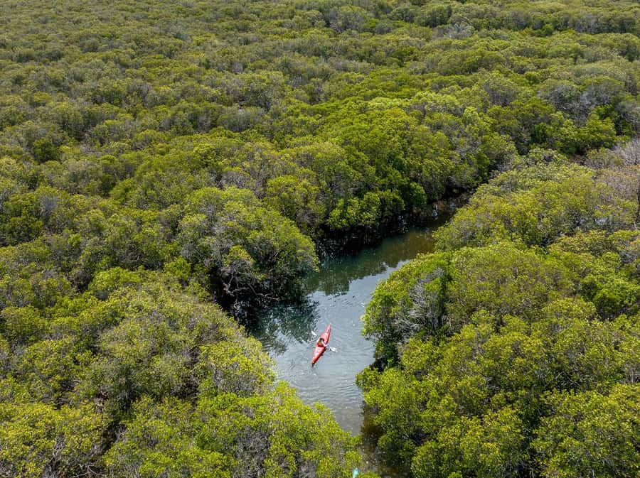 Adelaide: Dolphin Sanctuary Single or Double Kayak Rental - Who will enjoy this rental most?