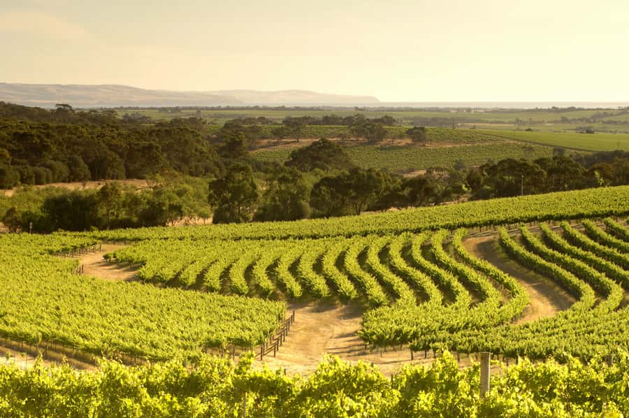 Adelaide: Half-day McLaren Vale & Glenelg Wine Tasting Tour - Chapel Hill Winery: a different cellar-door mood
