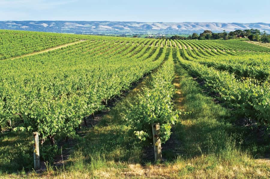 Adelaide: McLaren Vale & The Cube Day Trip - Chalk Hill and a proper shared lunch