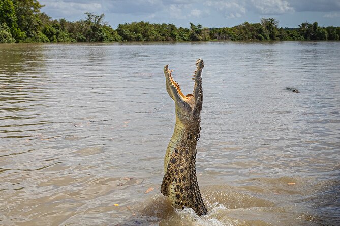 Adelaide River Cruises - Jumping Crocodile Experience - Key points to know before booking