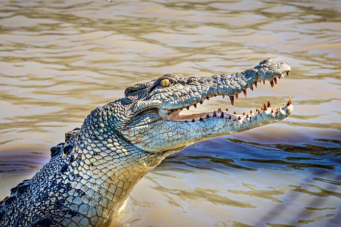 Adelaide River Cruises - Jumping Crocodile Experience - Why the shaded boat makes a difference