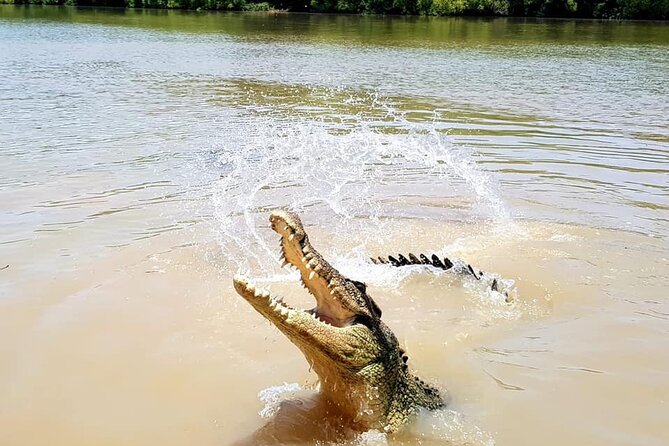 Adelaide River Cruises - Jumping Crocodile Experience - A practical look at the one-hour itinerary