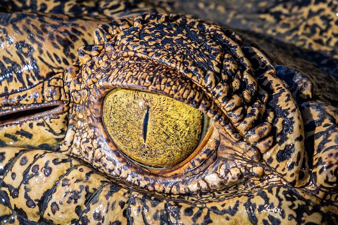Adelaide River Cruises - Jumping Crocodile Experience - Timing, access, and small details that matter