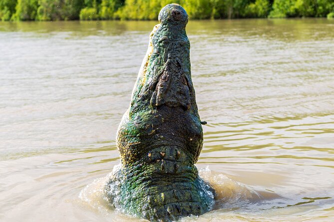 Adelaide River Cruises - Jumping Crocodile Experience - Meeting Dominator, Brutus, and the river’s other residents