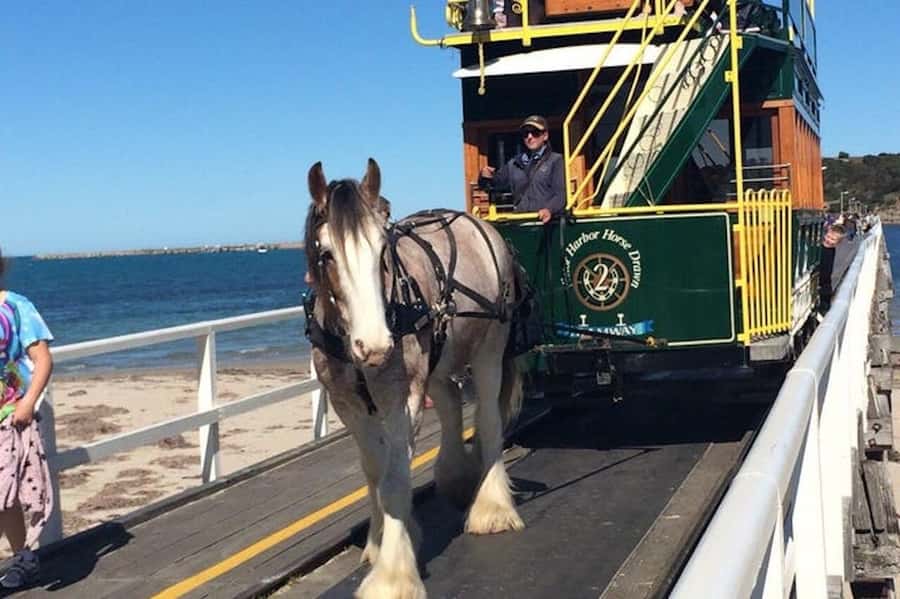 Adelaide: South Australia Guided Full-Day Highlights Tour - Why this tour works as an Adelaide introduction